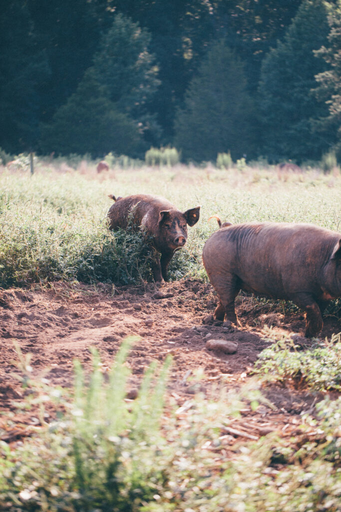 Photography for Carolina Craft Butchery